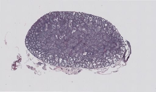 Rana clamitans