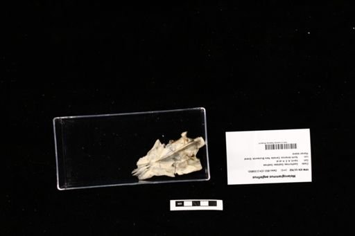 Melanogrammus aeglefinus