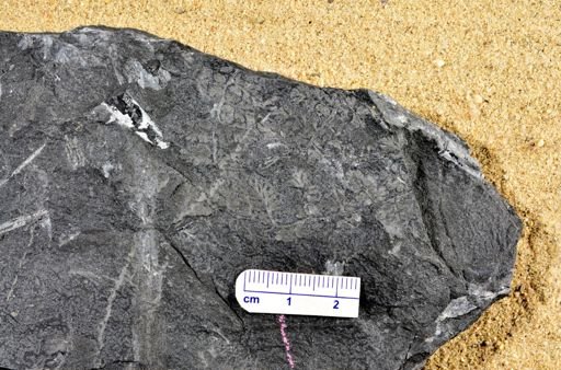 Sphenopteris sp.