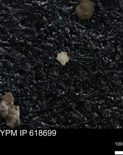 undet. Foraminiferida