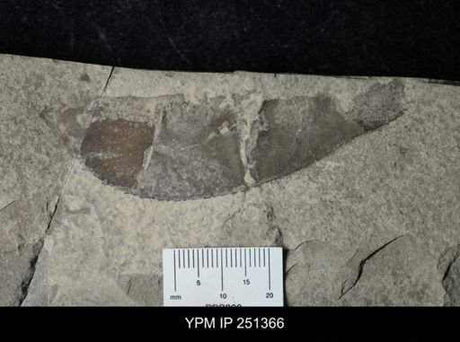 undet. Eurypterida