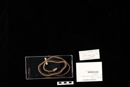 Pantherophis alleghaniensis
