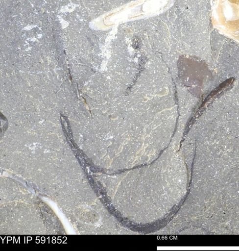 Mollusca