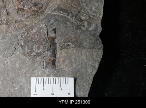 undet. Eurypterida