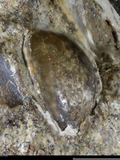 Corbulamella gregaria