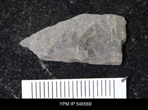 undet. Eurypterida