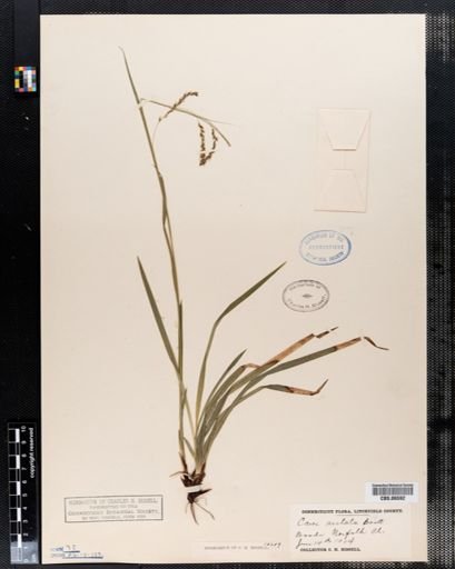 Carex arcta