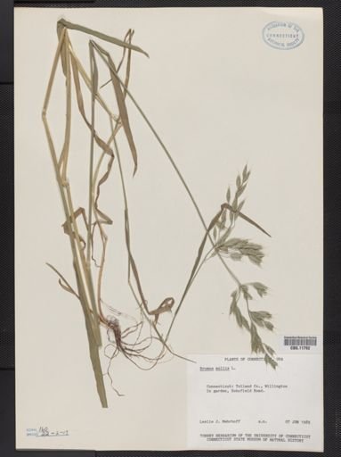 Bromus mollis