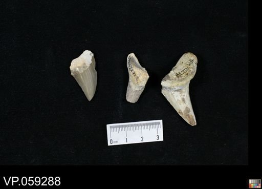 Cretoxyrhina mantelli