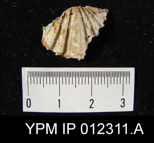 Spiriferina laxa