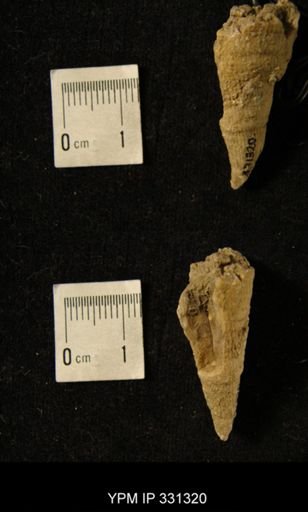 Crania modesta
