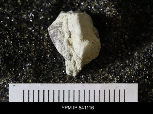 undet. Trilobita