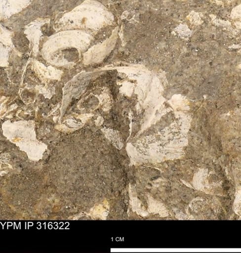 undet. Gastropoda