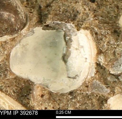 Protocardia subquadrata