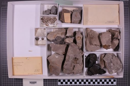 mixed taxa, stratigraphic collection