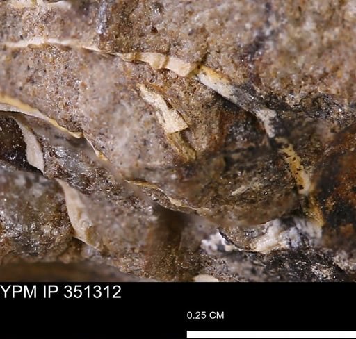 undet. Bivalvia
