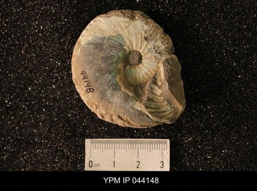 Hoploscaphites nicolletii