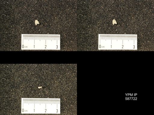 Bilobites biloba