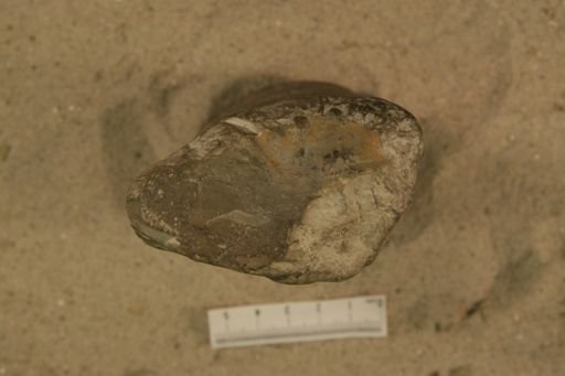 Apsidoceras magnificum major