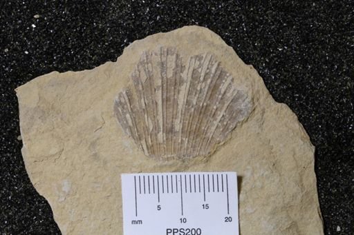Pectinacea?