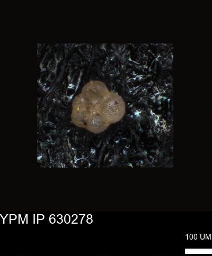 undet. Foraminiferida