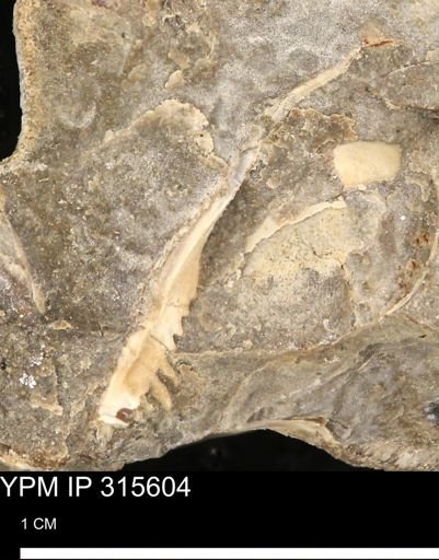 Mollusca