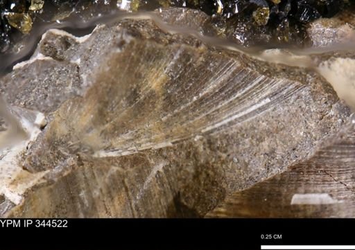 undet. Bivalvia