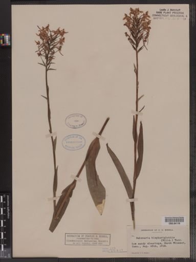 Habenaria blephariglottis