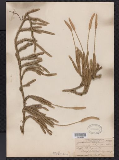 Lycopodium lagopus