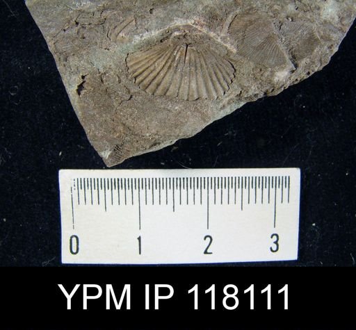 Rhynchospira sinuata