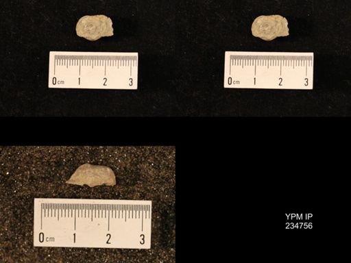Marginifera splendens