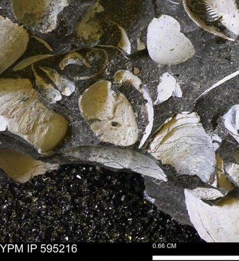 Protocardia sp.