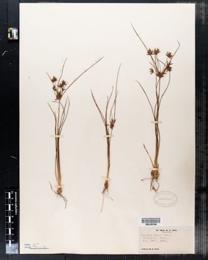 Cyperus grayi