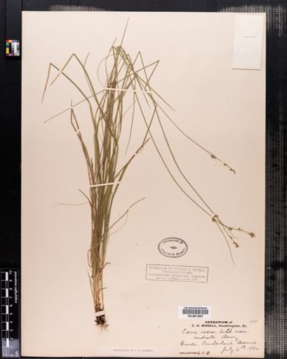 Carex radiata