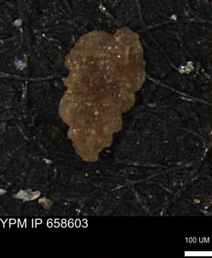 Verneuilina canadensis