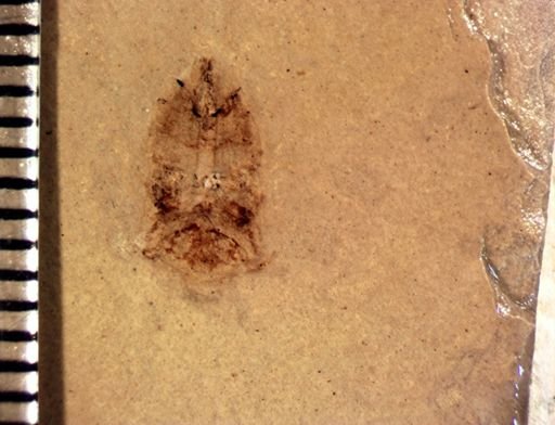 Membracidae?