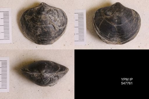 Athyris spiriferoides