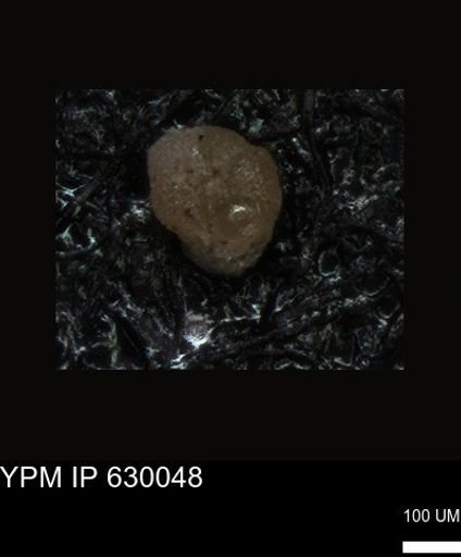 undet. Foraminiferida