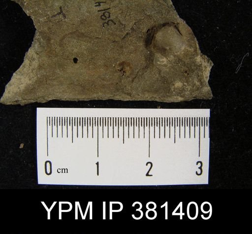 Ambocoeliidae