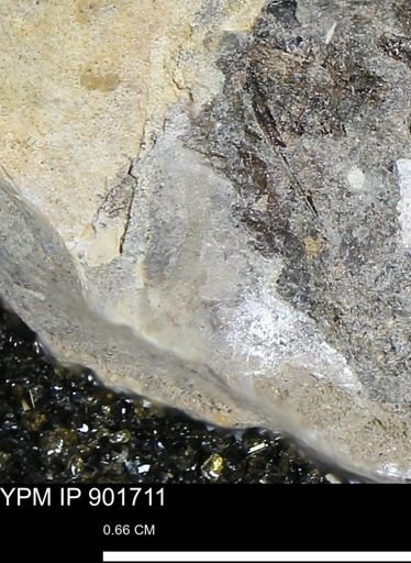 Inoceramus sp.