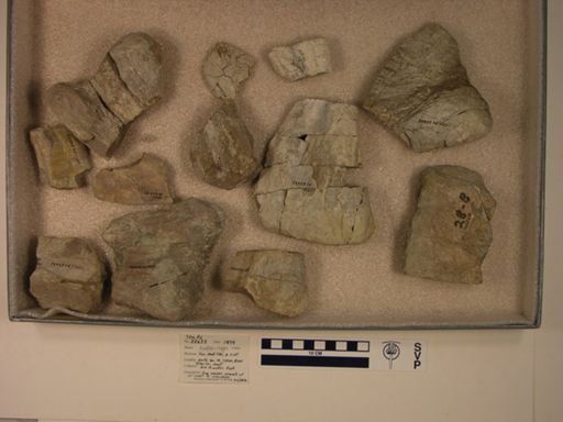 Hadrosauridae