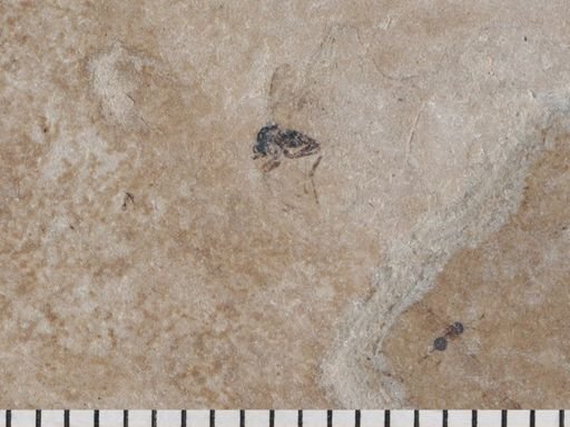 Hymenoptera