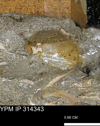 undet. Mollusca