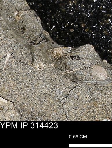 undet. Scaphopoda
