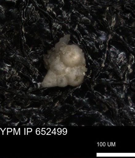 undet. Foraminiferida