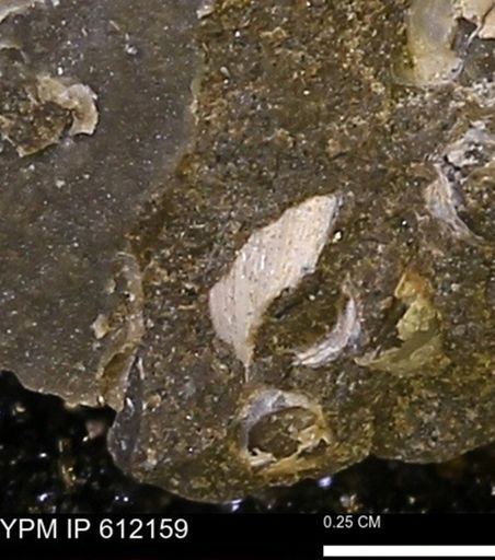 undet. Bivalvia