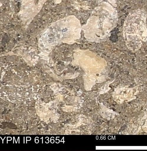Scaphites sp.