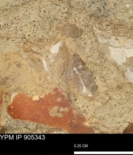 undet. Mollusca