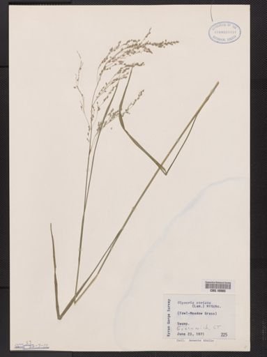 Glyceria striata