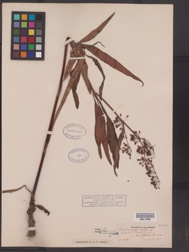 Rumex verticillatus